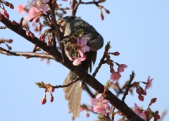 ヒヨドリと桜