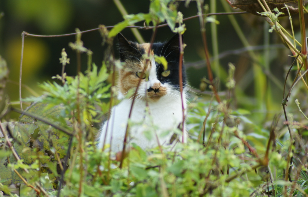 今日の猫ちゃんパート２！