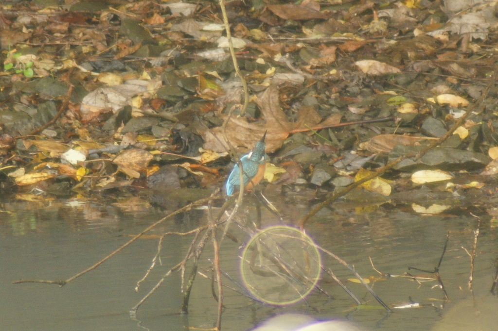 今日のカワセミ！