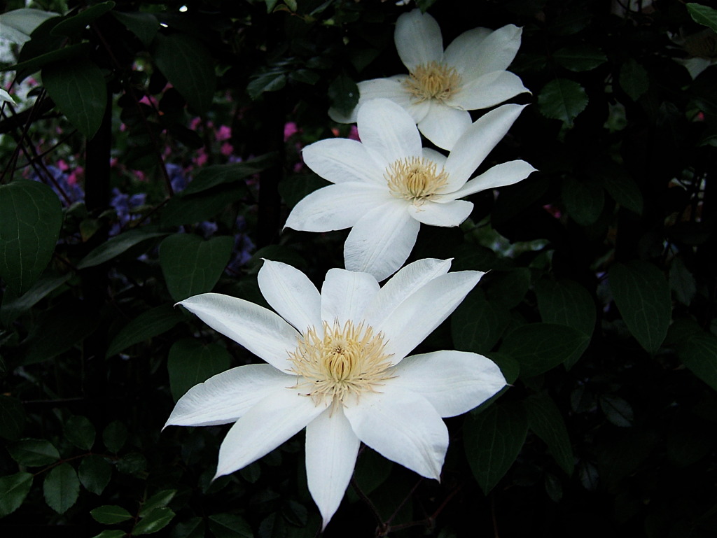 真白き花たち