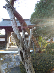 多摩暮らし静か