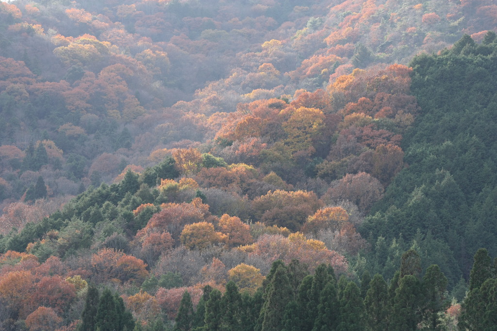 山の紅葉