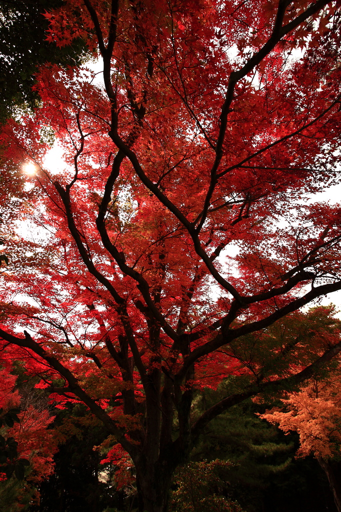 red leaves