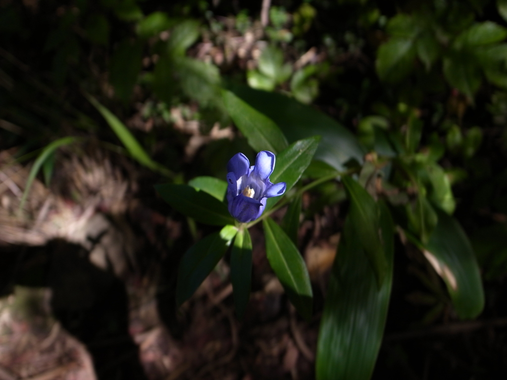 蒼い花