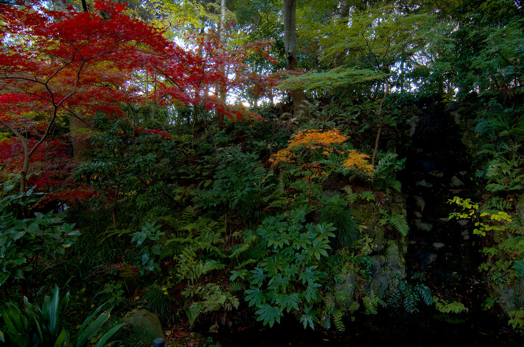 本土寺の森