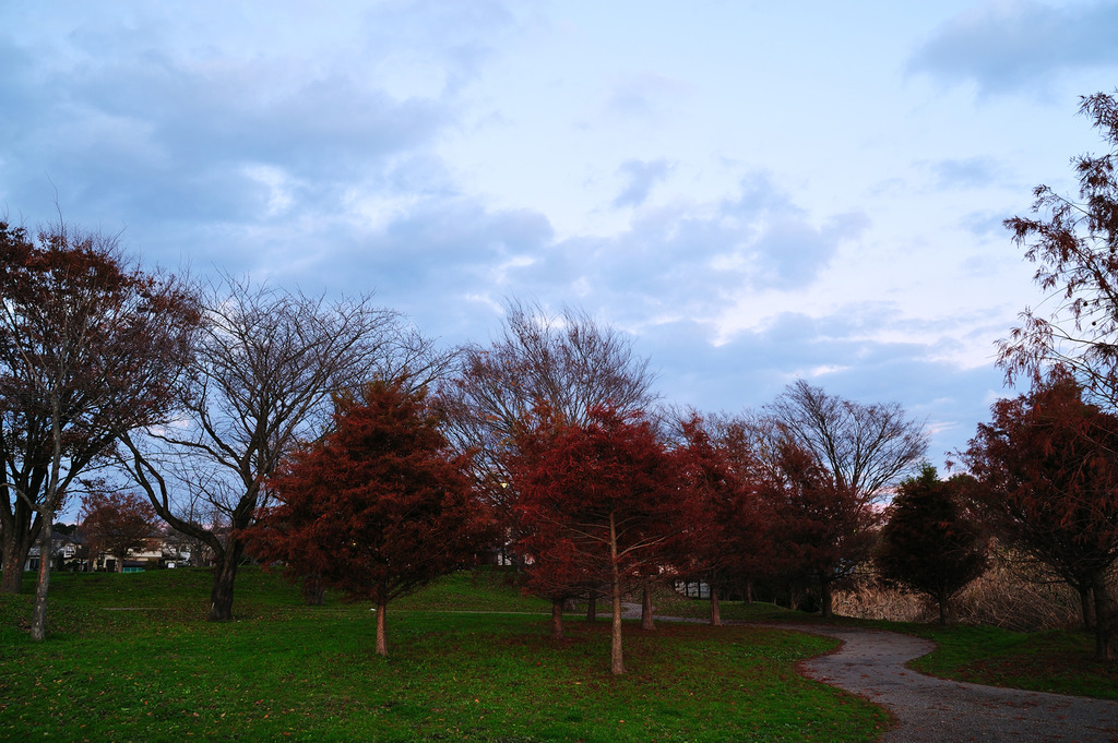 メタセコイアの紅葉