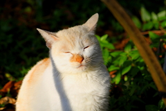 IMG_1227修善寺の猫