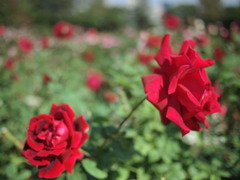 靭公園のバラ園にて。