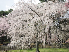 京都御苑の枝垂れ桜。（201004）