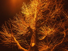 冬の夜の街路樹。