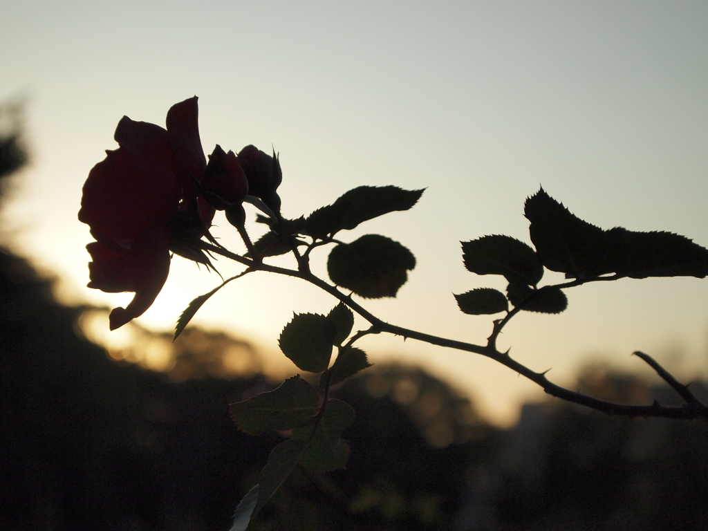 夕景と薔薇。