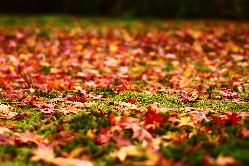 colorful rug