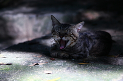 お昼猫
