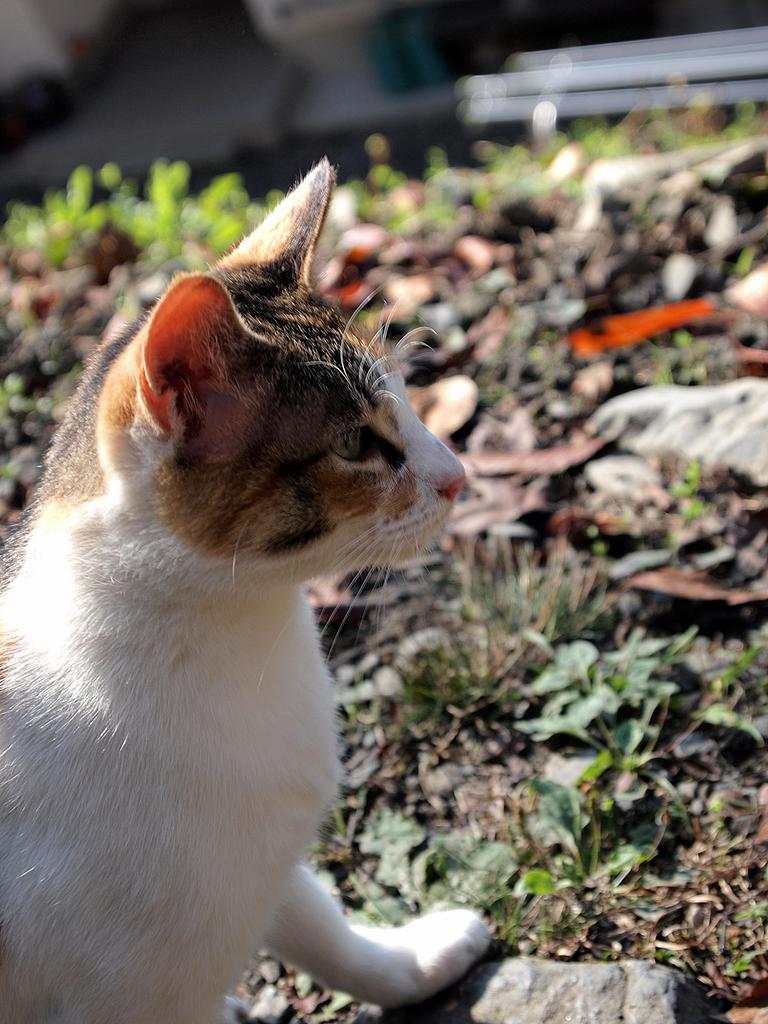 哲学の猫