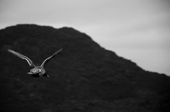 滑空