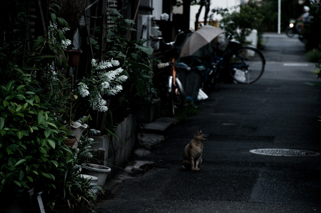 裏通りの主