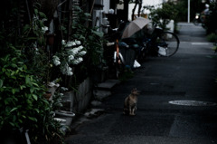 裏通りの主