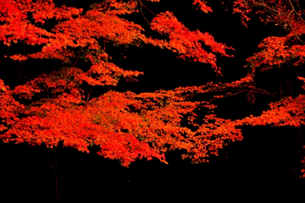 紅葉