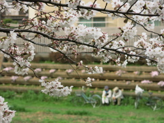 桜と思い出