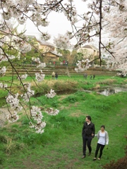 桜とインターナショナルカップル