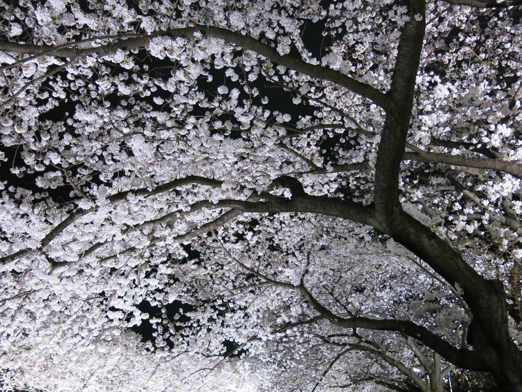 夜桜２