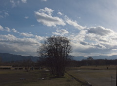 なんかの木