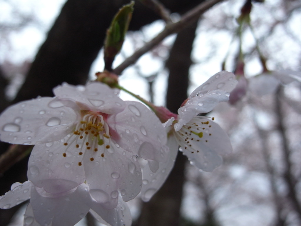 濡桜