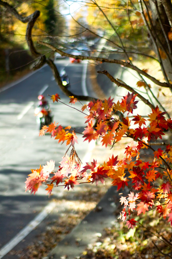 紅葉