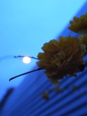 夕暮れに咲く