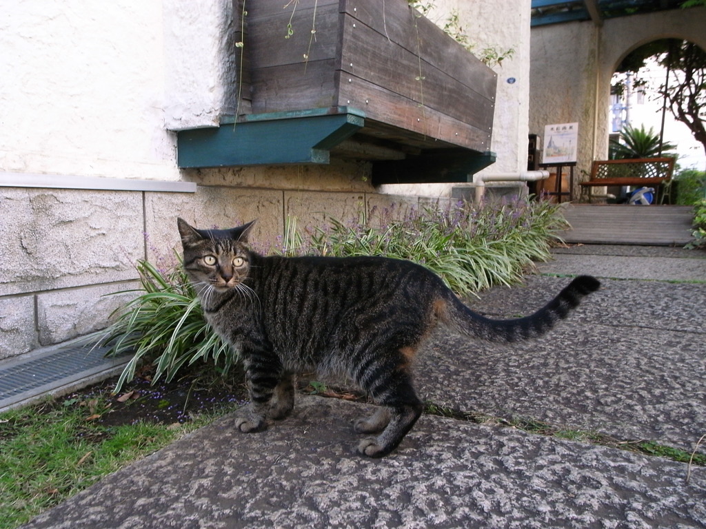 のらねこ