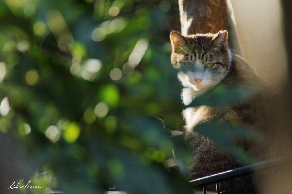 公園のねこ