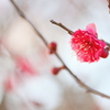 艶やかにⅡ