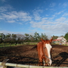 天高く