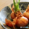 芽が出た