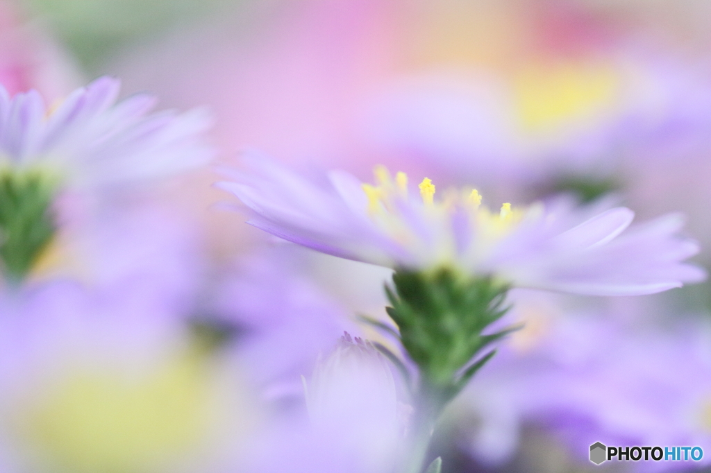 Light purple mumⅡ
