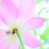 最後の蓮花’Backshan’