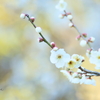早春