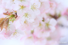 牧場の山桜3