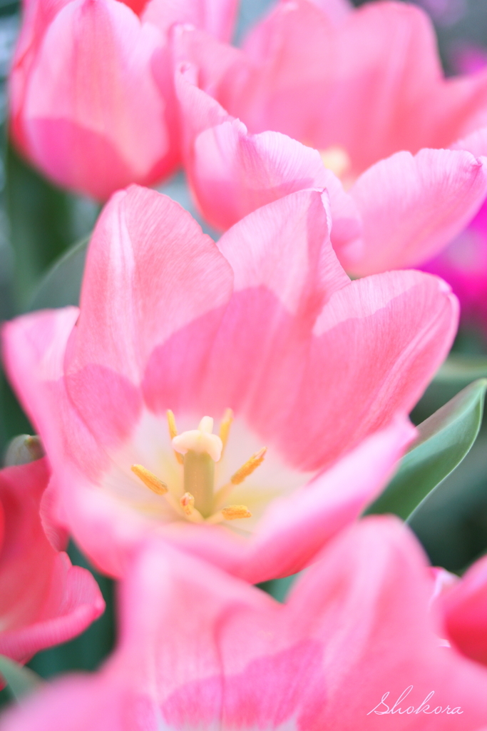 Spring has come