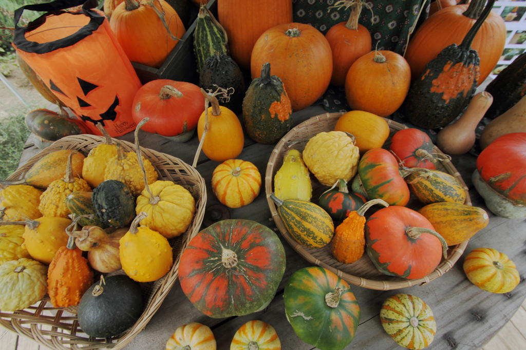 Colorful pumpkins