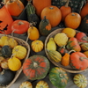 Colorful pumpkins
