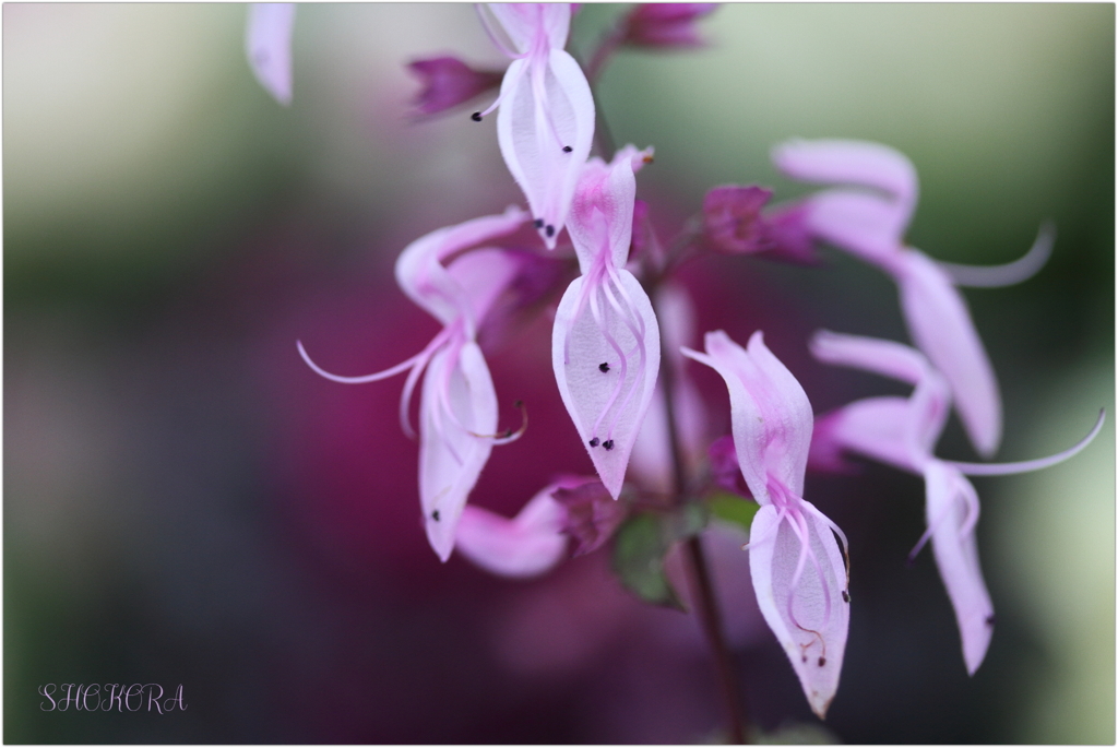 オルトシフォンⅡ