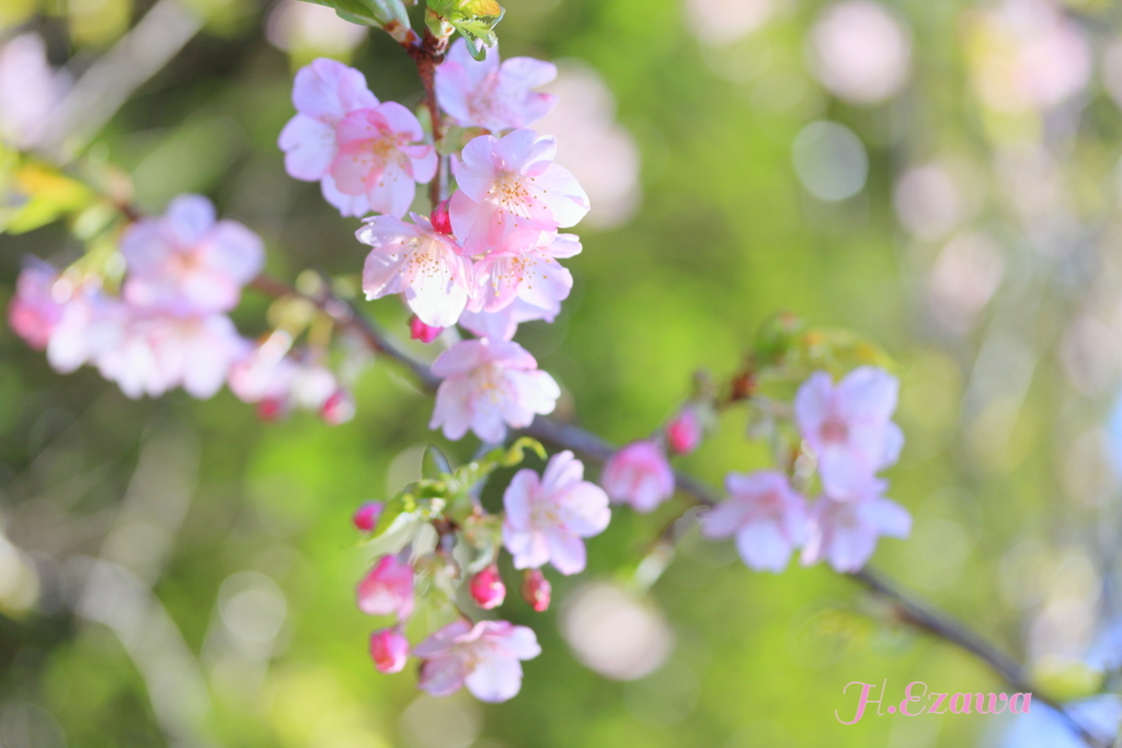 spring light2
