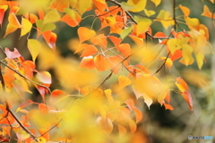 Orange and yellow