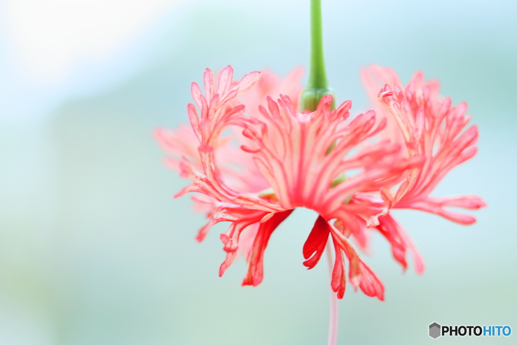 Coral Hibiscus