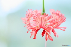 Coral Hibiscus