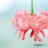 Coral Hibiscus