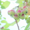 クラブアップル
