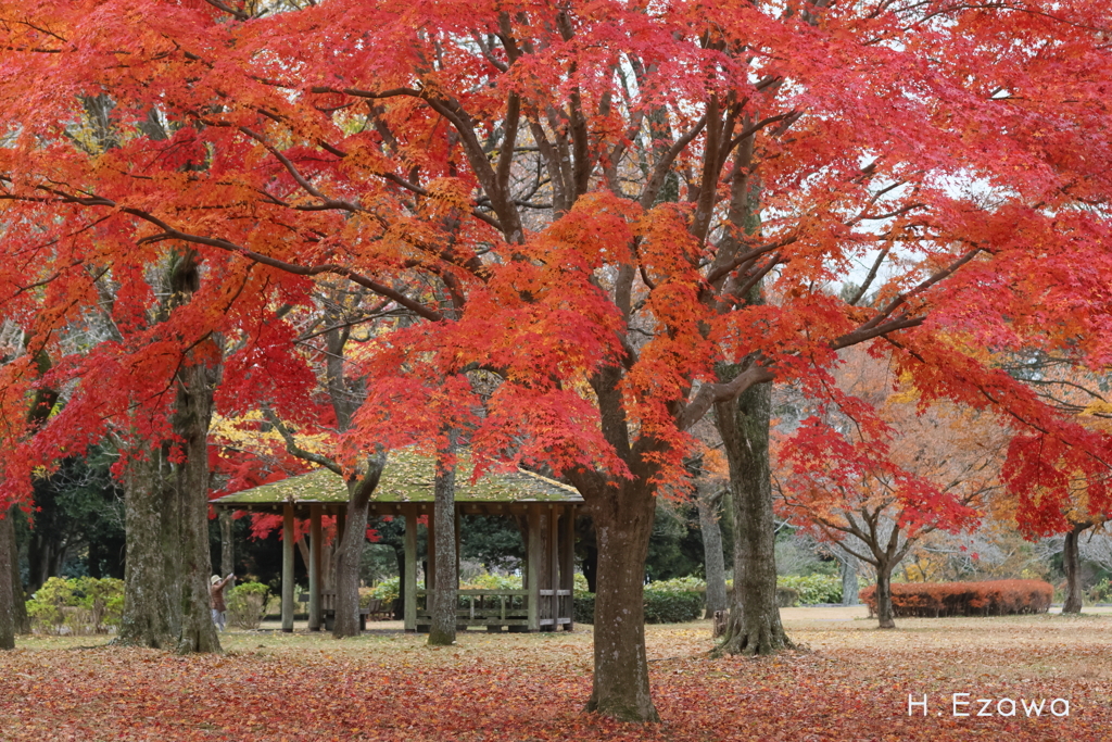 公園の紅葉