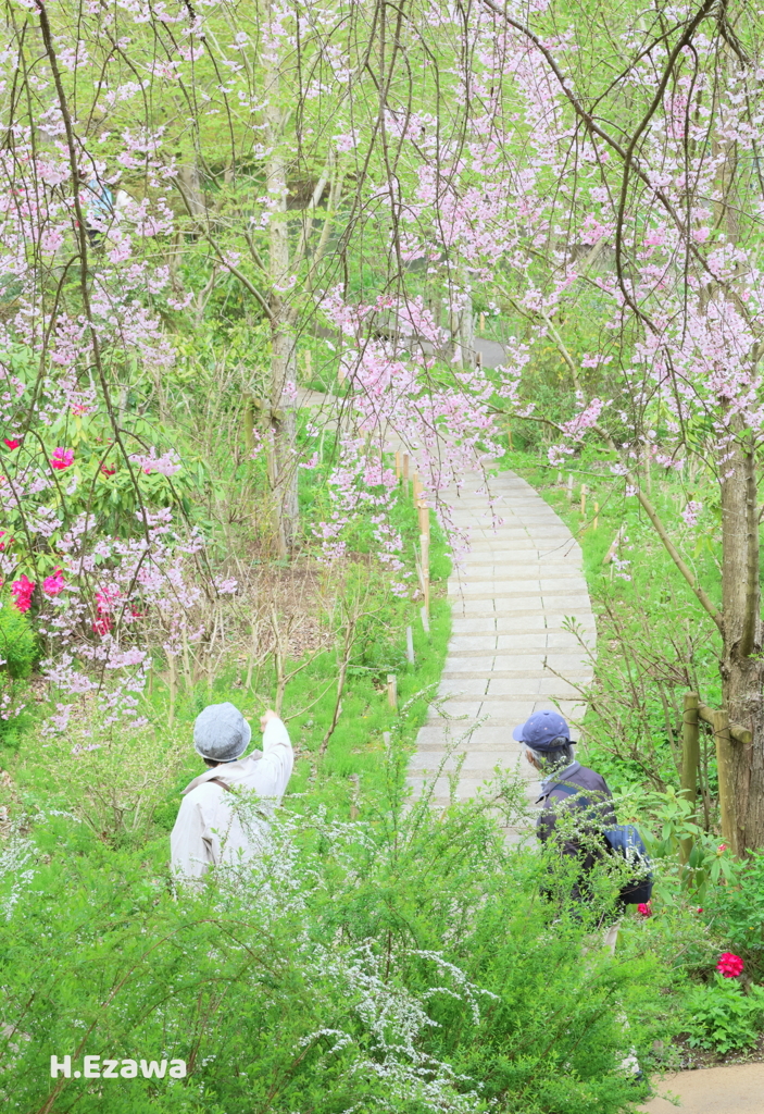 美術館の桜20